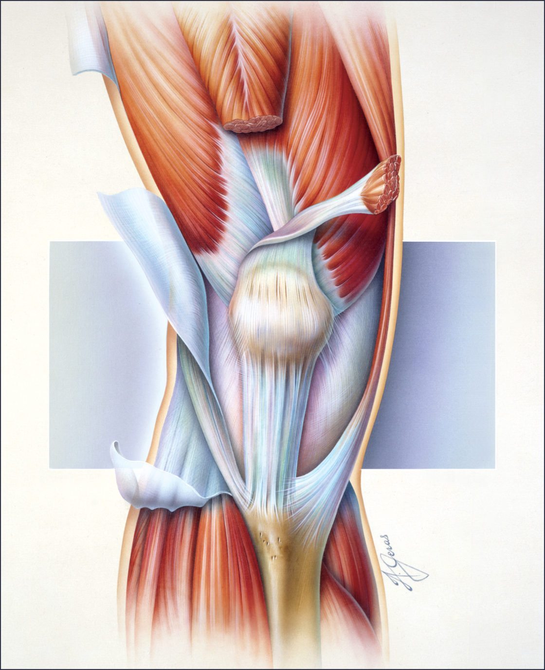 Musculature Of The Knee Geras Healthcare Productions