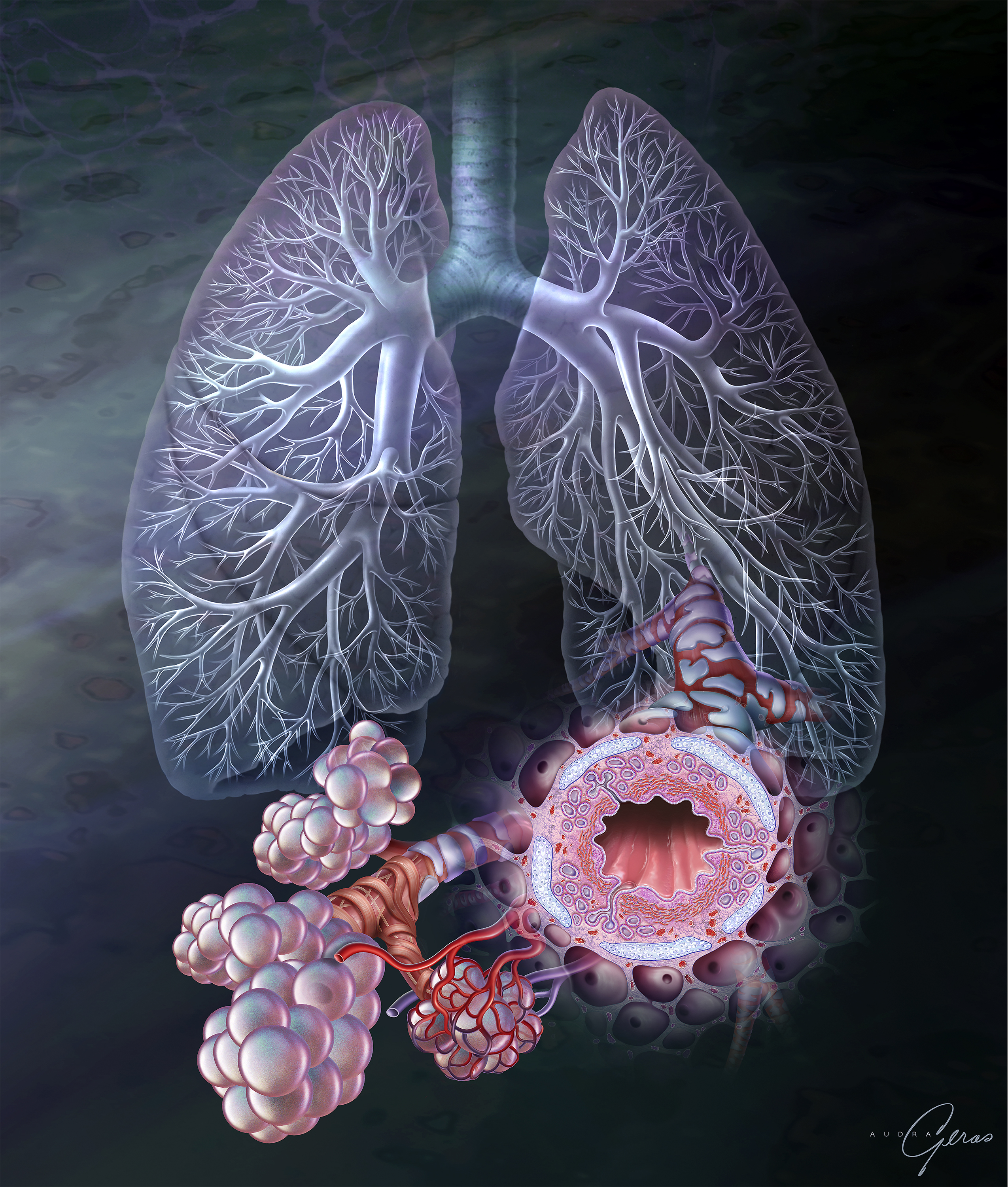 The Respiratory Tree - Geras Healthcare Productions