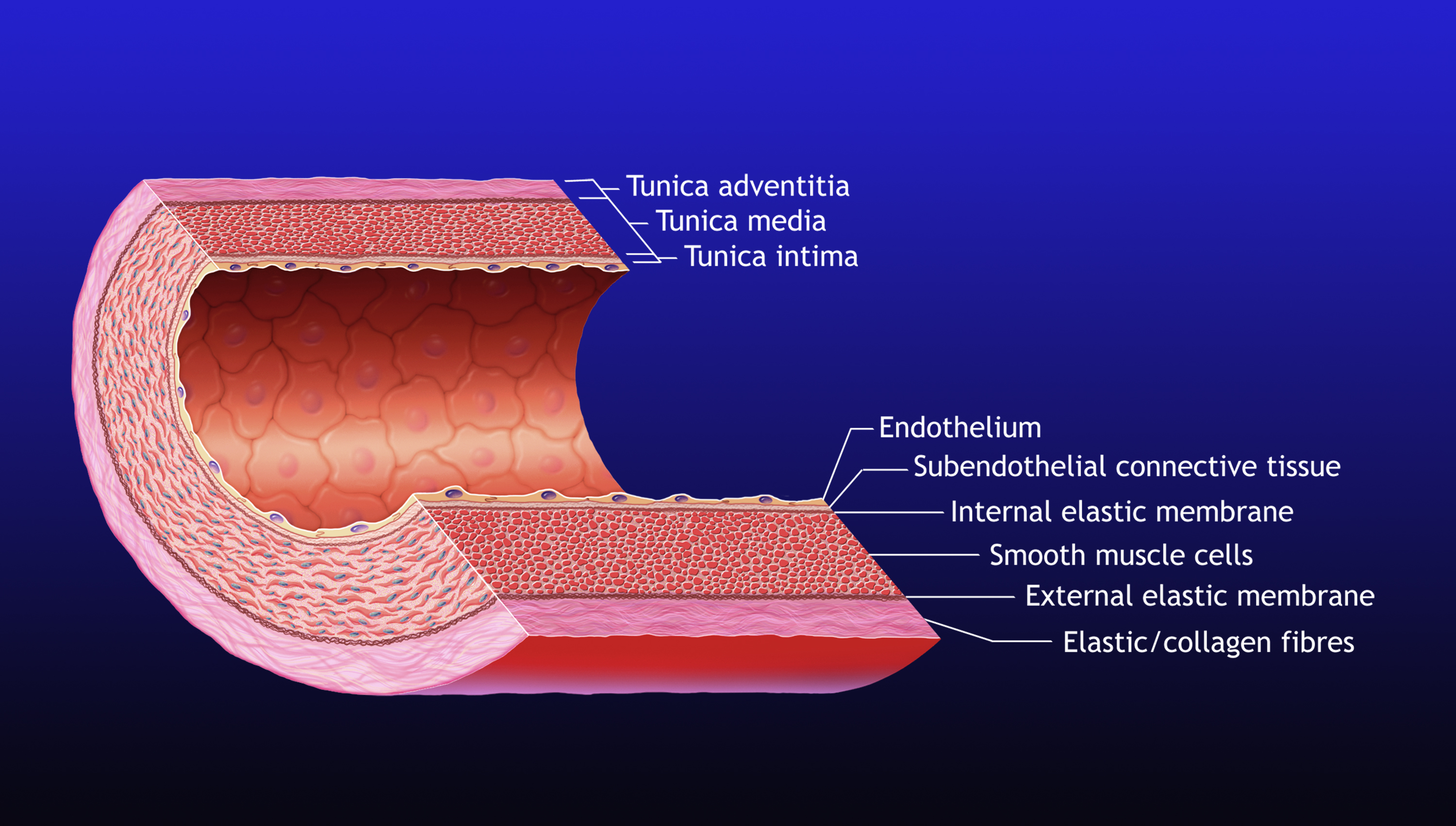 Кровеносные сосуды в каком слое кожи. Внутренняя оболочка кровеносных сосудов. Стенка кровеносного сосуда гистология. Эндотелий сосудов гистология. Строение эндотелия гистология.